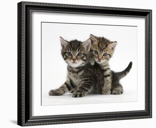 Tabby Kittens, Stanley and Fosset, 6 Weeks-Mark Taylor-Framed Photographic Print