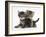 Tabby Kittens, Stanley and Fosset, 6 Weeks-Mark Taylor-Framed Photographic Print