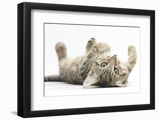 Tabby Male Kitten, Stanley, 12 Weeks, Rolling Playfully on His Back-Mark Taylor-Framed Photographic Print