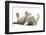 Tabby Male Kitten, Stanley, 12 Weeks, Rolling Playfully on His Back-Mark Taylor-Framed Photographic Print