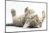 Tabby Male Kitten, Stanley, 12 Weeks, Rolling Playfully on His Back-Mark Taylor-Mounted Photographic Print