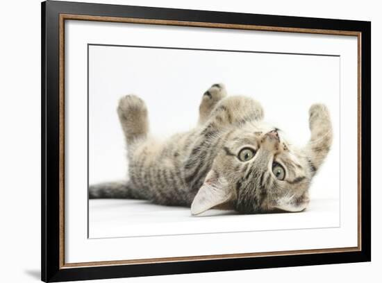 Tabby Male Kitten, Stanley, 12 Weeks, Rolling Playfully on His Back-Mark Taylor-Framed Photographic Print