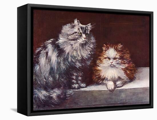 Tabby, Orange Persians-null-Framed Stretched Canvas