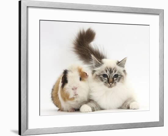 Tabby Point Birman Cat and Guinea Pig, Gyzmo-Mark Taylor-Framed Photographic Print