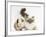 Tabby Point Birman Cat and Guinea Pig, Gyzmo-Mark Taylor-Framed Photographic Print