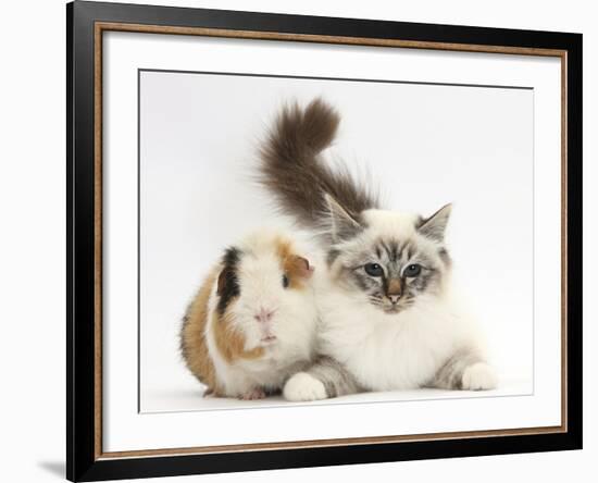 Tabby Point Birman Cat and Guinea Pig, Gyzmo-Mark Taylor-Framed Photographic Print