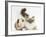 Tabby Point Birman Cat and Guinea Pig, Gyzmo-Mark Taylor-Framed Photographic Print