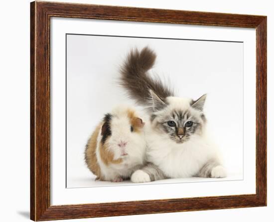 Tabby Point Birman Cat and Guinea Pig, Gyzmo-Mark Taylor-Framed Photographic Print