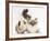 Tabby Point Birman Cat and Guinea Pig, Gyzmo-Mark Taylor-Framed Photographic Print