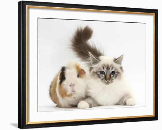 Tabby Point Birman Cat and Guinea Pig, Gyzmo-Mark Taylor-Framed Photographic Print