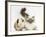 Tabby Point Birman Cat and Guinea Pig, Gyzmo-Mark Taylor-Framed Photographic Print