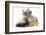 Tabby-Point Birman Cat with Paw Round Sandy Netherland-Cross Rabbit-Mark Taylor-Framed Photographic Print