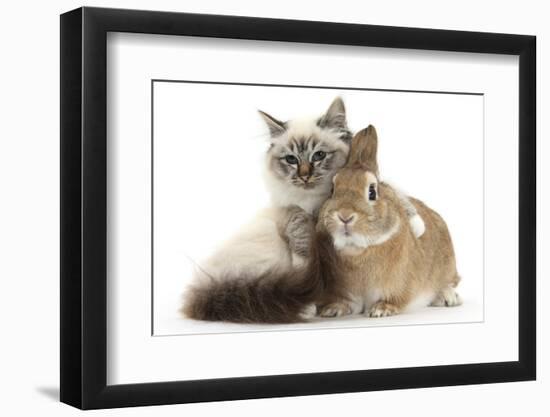 Tabby-Point Birman Cat with Paw Round Sandy Netherland-Cross Rabbit-Mark Taylor-Framed Photographic Print