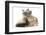 Tabby-Point Birman Cat with Paw Round Sandy Netherland-Cross Rabbit-Mark Taylor-Framed Photographic Print