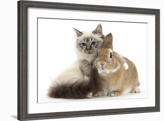 Tabby-Point Birman Cat with Paw Round Sandy Netherland-Cross Rabbit-Mark Taylor-Framed Photographic Print