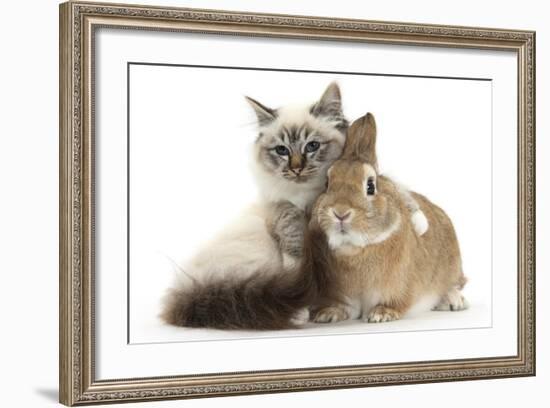 Tabby-Point Birman Cat with Paw Round Sandy Netherland-Cross Rabbit-Mark Taylor-Framed Photographic Print