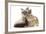 Tabby-Point Birman Cat with Paw Round Sandy Netherland-Cross Rabbit-Mark Taylor-Framed Photographic Print