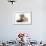 Tabby-Point Birman Cat with Paw Round Sandy Netherland-Cross Rabbit-Mark Taylor-Framed Photographic Print displayed on a wall