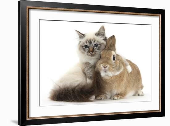 Tabby-Point Birman Cat with Paw Round Sandy Netherland-Cross Rabbit-Mark Taylor-Framed Photographic Print