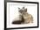 Tabby-Point Birman Cat with Paw Round Sandy Netherland-Cross Rabbit-Mark Taylor-Framed Photographic Print