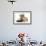 Tabby-Point Birman Cat with Paw Round Sandy Netherland-Cross Rabbit-Mark Taylor-Framed Photographic Print displayed on a wall