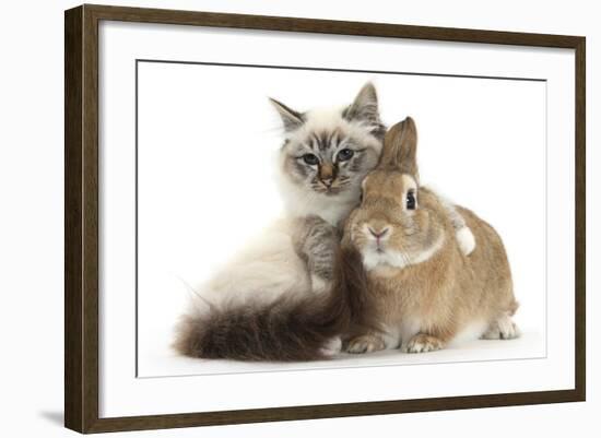 Tabby-Point Birman Cat with Paw Round Sandy Netherland-Cross Rabbit-Mark Taylor-Framed Photographic Print