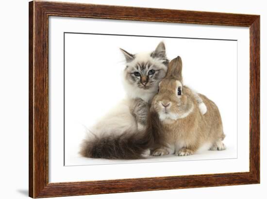 Tabby-Point Birman Cat with Paw Round Sandy Netherland-Cross Rabbit-Mark Taylor-Framed Photographic Print