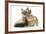 Tabby-Point Birman Cat with Paw Round Sandy Netherland-Cross Rabbit-Mark Taylor-Framed Photographic Print