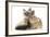 Tabby-Point Birman Cat with Paw Round Sandy Netherland-Cross Rabbit-Mark Taylor-Framed Photographic Print