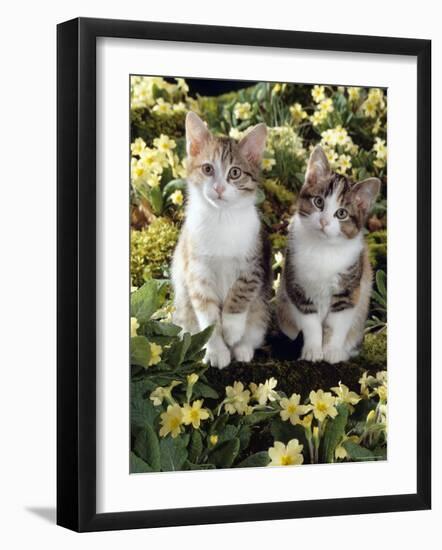 Tabby-Tortoiseshell-And White Kittens, 11-Week Sisters, Among Pink and Yellow Primroses-Jane Burton-Framed Photographic Print