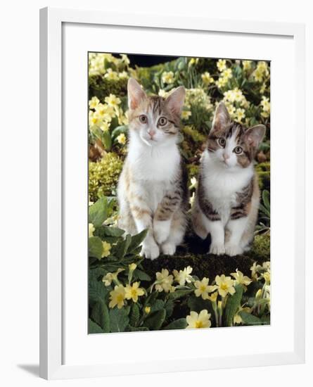 Tabby-Tortoiseshell-And White Kittens, 11-Week Sisters, Among Pink and Yellow Primroses-Jane Burton-Framed Photographic Print