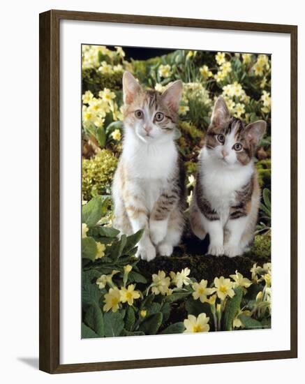 Tabby-Tortoiseshell-And White Kittens, 11-Week Sisters, Among Pink and Yellow Primroses-Jane Burton-Framed Photographic Print