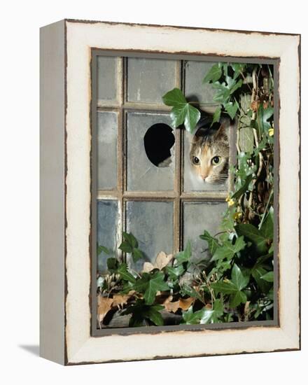 Tabby Tortoiseshell in an Ivy-Grown Window of a Deserted Victorian House-Jane Burton-Framed Premier Image Canvas