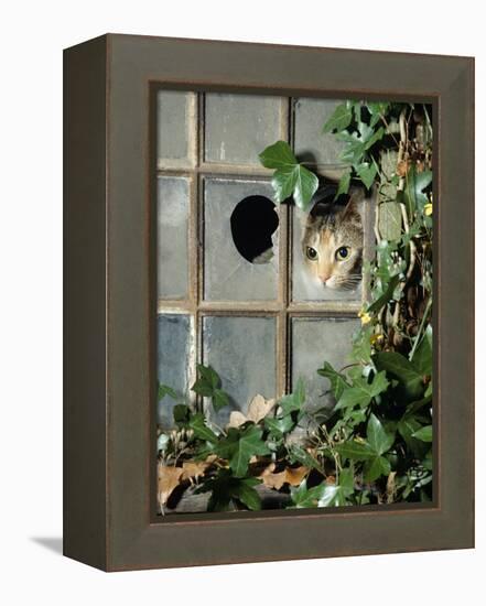 Tabby Tortoiseshell in an Ivy-Grown Window of a Deserted Victorian House-Jane Burton-Framed Premier Image Canvas