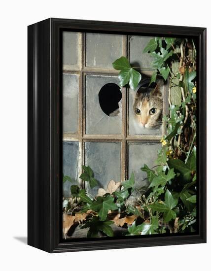 Tabby Tortoiseshell in an Ivy-Grown Window of a Deserted Victorian House-Jane Burton-Framed Premier Image Canvas