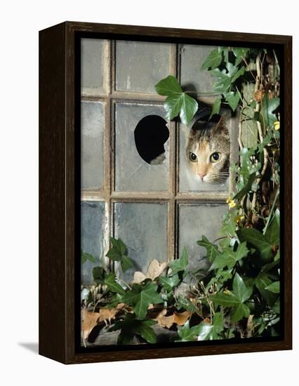 Tabby Tortoiseshell in an Ivy-Grown Window of a Deserted Victorian House-Jane Burton-Framed Premier Image Canvas