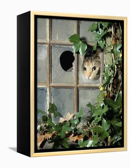 Tabby Tortoiseshell in an Ivy-Grown Window of a Deserted Victorian House-Jane Burton-Framed Premier Image Canvas