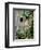 Tabby Tortoiseshell in an Ivy-Grown Window of a Deserted Victorian House-Jane Burton-Framed Premium Photographic Print