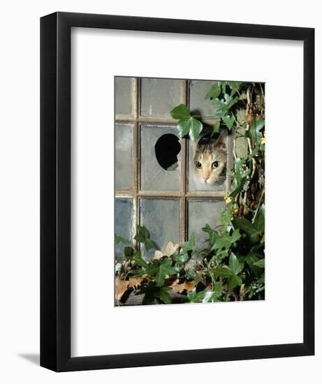 Tabby Tortoiseshell in an Ivy-Grown Window of a Deserted Victorian House-Jane Burton-Framed Premium Photographic Print