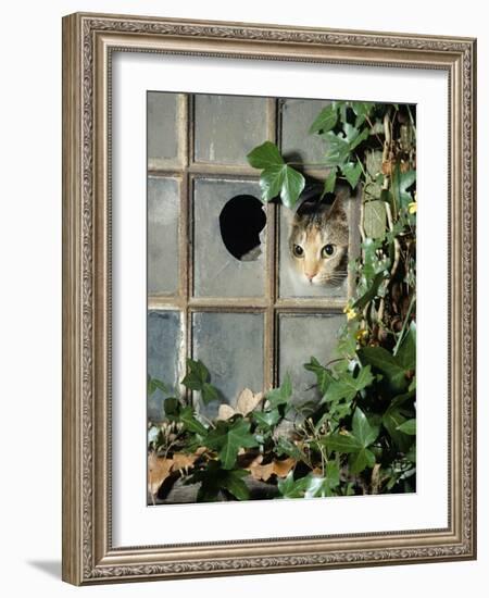 Tabby Tortoiseshell in an Ivy-Grown Window of a Deserted Victorian House-Jane Burton-Framed Photographic Print