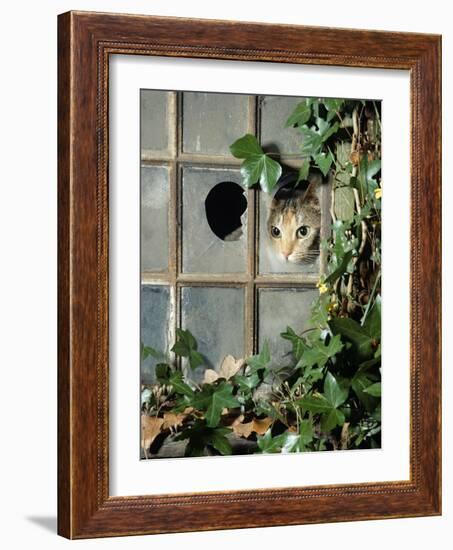 Tabby Tortoiseshell in an Ivy-Grown Window of a Deserted Victorian House-Jane Burton-Framed Photographic Print