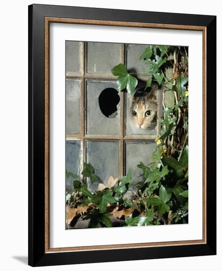 Tabby Tortoiseshell in an Ivy-Grown Window of a Deserted Victorian House-Jane Burton-Framed Photographic Print