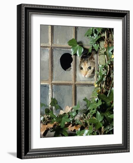 Tabby Tortoiseshell in an Ivy-Grown Window of a Deserted Victorian House-Jane Burton-Framed Photographic Print