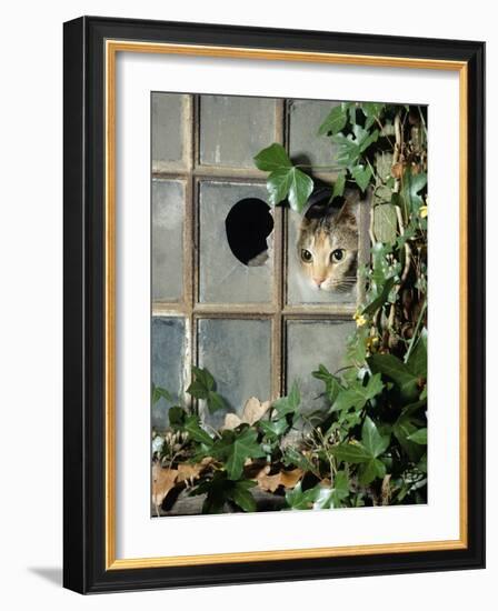 Tabby Tortoiseshell in an Ivy-Grown Window of a Deserted Victorian House-Jane Burton-Framed Photographic Print