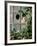 Tabby Tortoiseshell in an Ivy-Grown Window of a Deserted Victorian House-Jane Burton-Framed Photographic Print