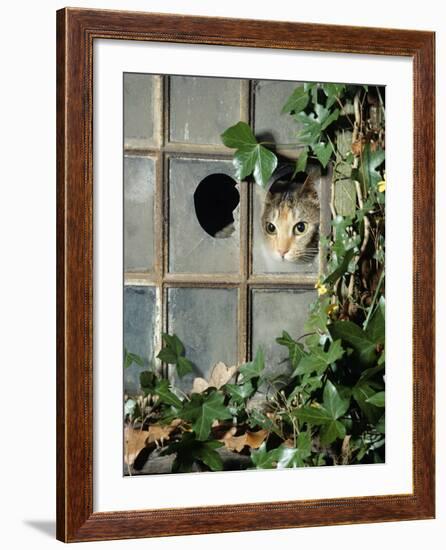 Tabby Tortoiseshell in an Ivy-Grown Window of a Deserted Victorian House-Jane Burton-Framed Photographic Print