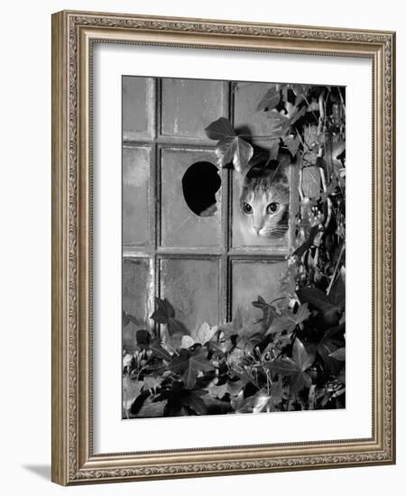 Tabby Tortoiseshell in an Ivy-Grown Window of a Deserted Victorian House-Jane Burton-Framed Photographic Print