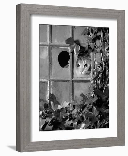 Tabby Tortoiseshell in an Ivy-Grown Window of a Deserted Victorian House-Jane Burton-Framed Photographic Print