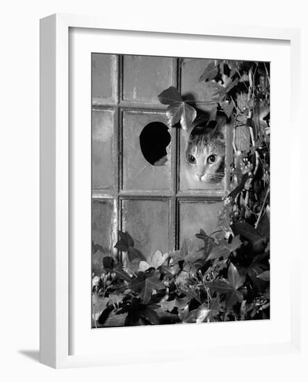 Tabby Tortoiseshell in an Ivy-Grown Window of a Deserted Victorian House-Jane Burton-Framed Photographic Print