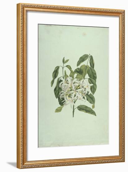 Taberne Montana (Leaves and Flowers)-James Bruce-Framed Giclee Print